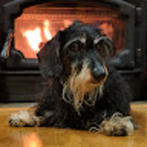 Meet your Posher, Buster